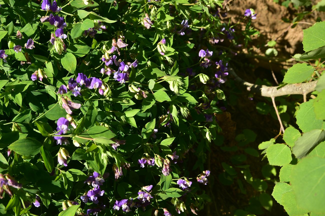 Image of Lathyrus laxiflorus specimen.