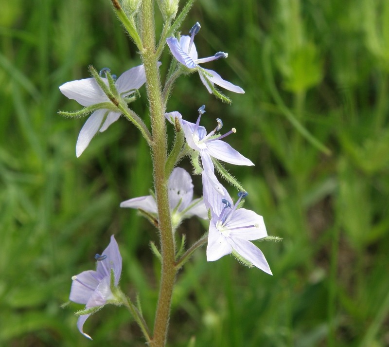 Image of Veronica prostrata specimen.