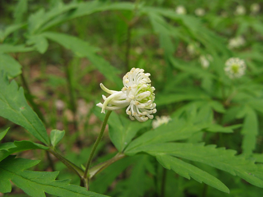 Изображение особи Anemone reflexa.