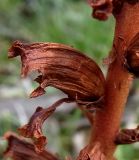 Orobanche gracilis