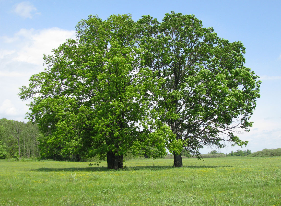 Изображение особи Quercus robur.