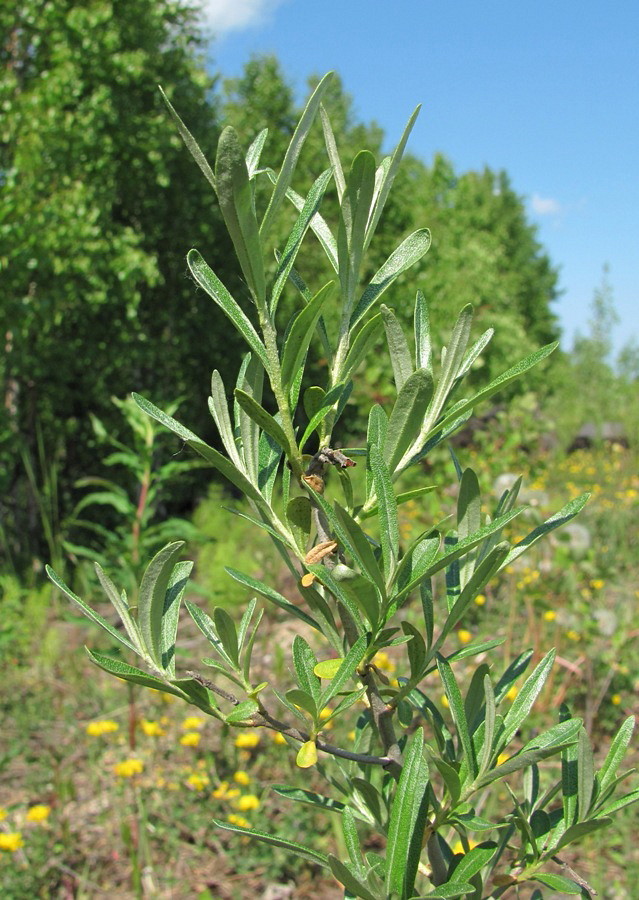 Изображение особи Hippophae rhamnoides.