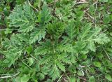 Heracleum mantegazzianum. Молодая розетка листьев. Петергоф, начало мая.
