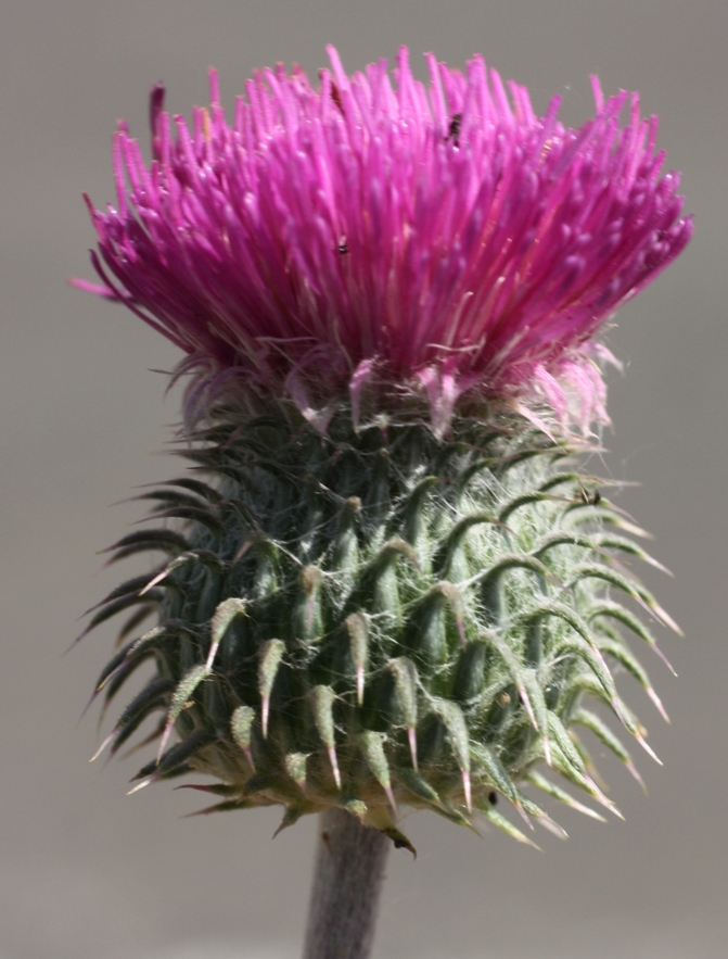 Image of Carduus hystrix specimen.