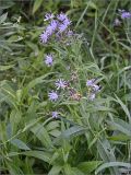 Lactuca sibirica