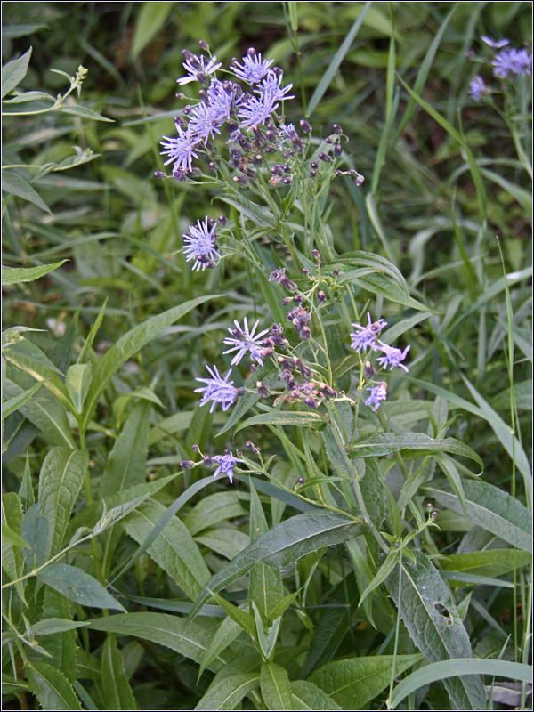 Изображение особи Lactuca sibirica.