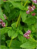 Origanum vulgare. Часть побега. Тверская обл., Ржевский р-н, р. Волга, окр. переката Рождественский, заливной луг. 9 июля 2011 г.