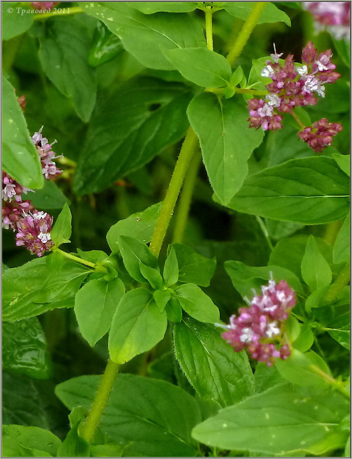 Изображение особи Origanum vulgare.