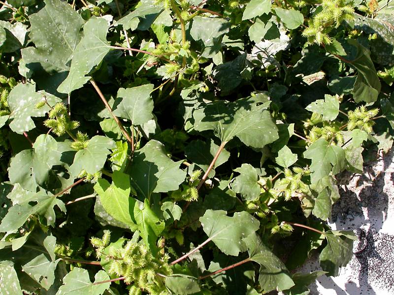 Image of Xanthium orientale specimen.