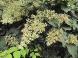 Tripterygium wilfordii