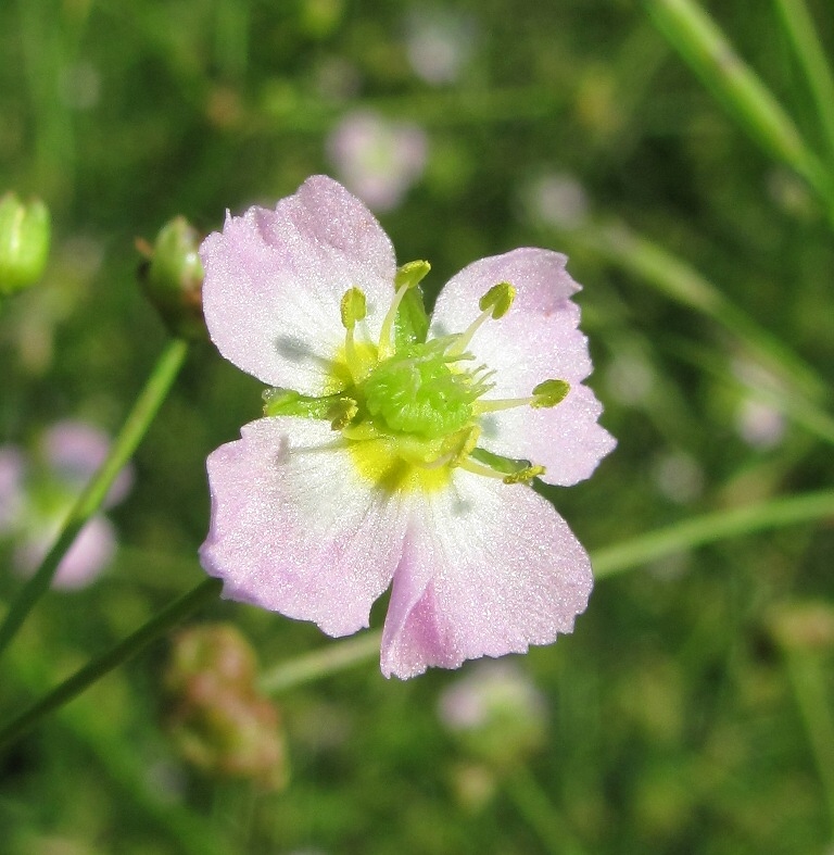 Image of Alisma plantago-aquatica specimen.