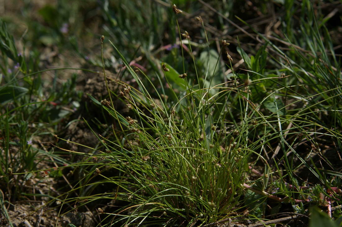 Image of Isolepis setacea specimen.