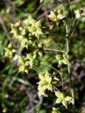 Thalictrum minus