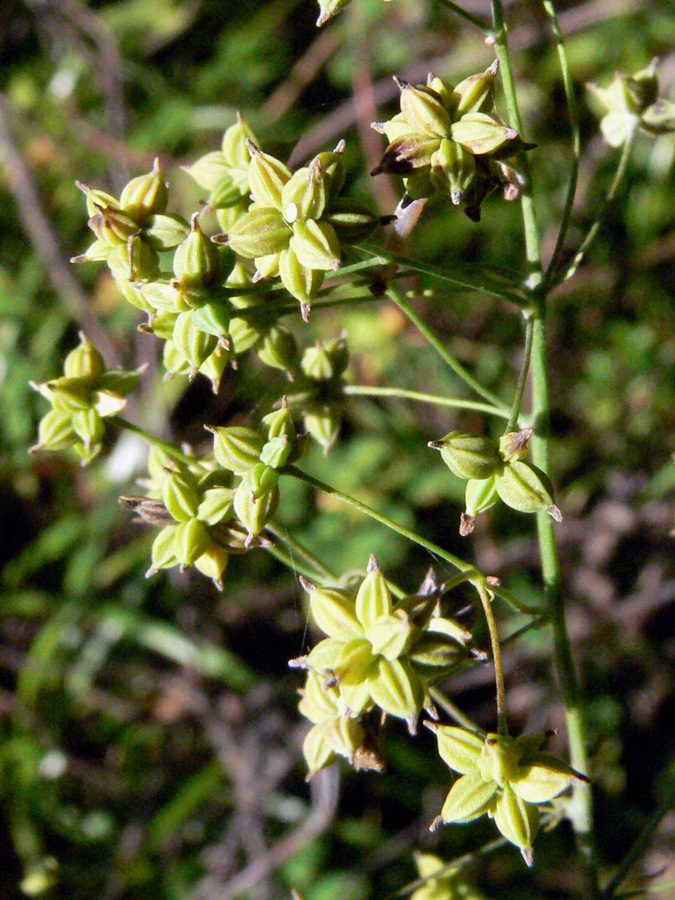 Изображение особи Thalictrum minus.