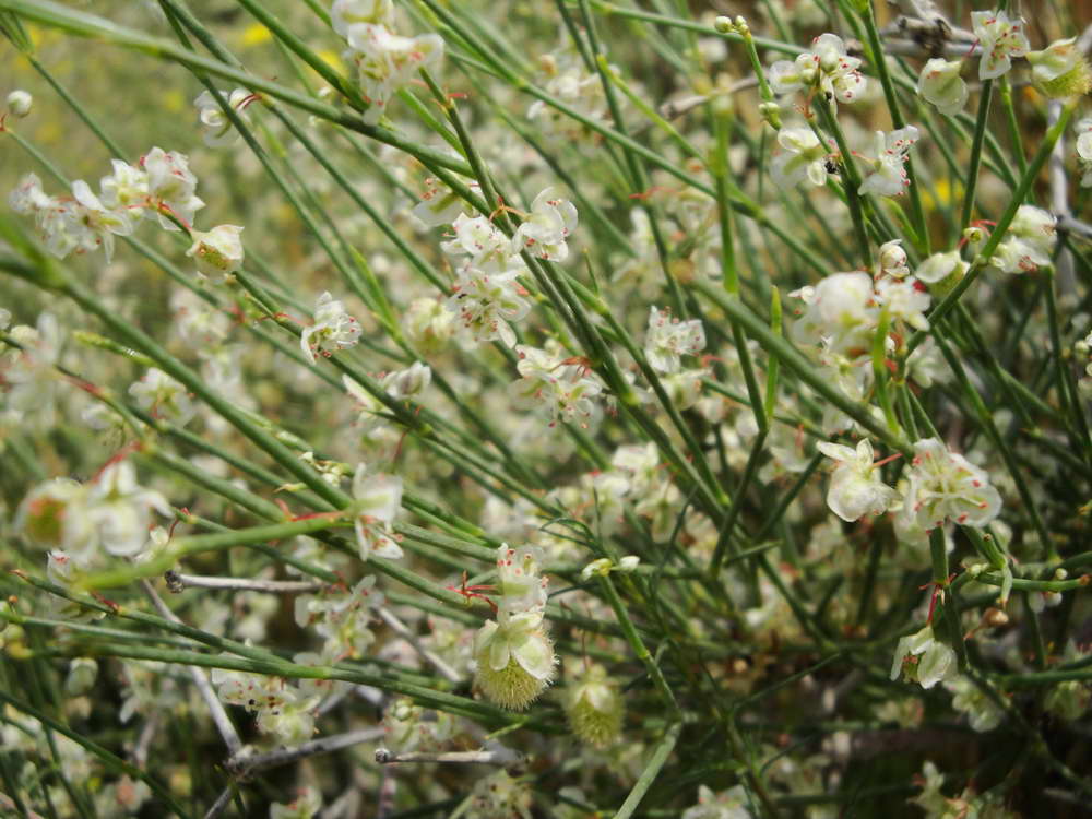 Изображение особи Calligonum polygonoides.