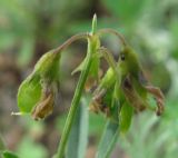 Melilotoides ruthenica. Незрелые плоды. Читинская обл., Ононский р-н. Оз. Зун-Торей, кордон Тэли. 25.07.2011.