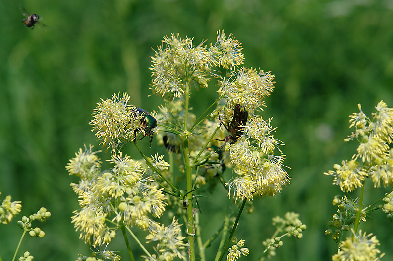 Изображение особи Thalictrum lucidum.