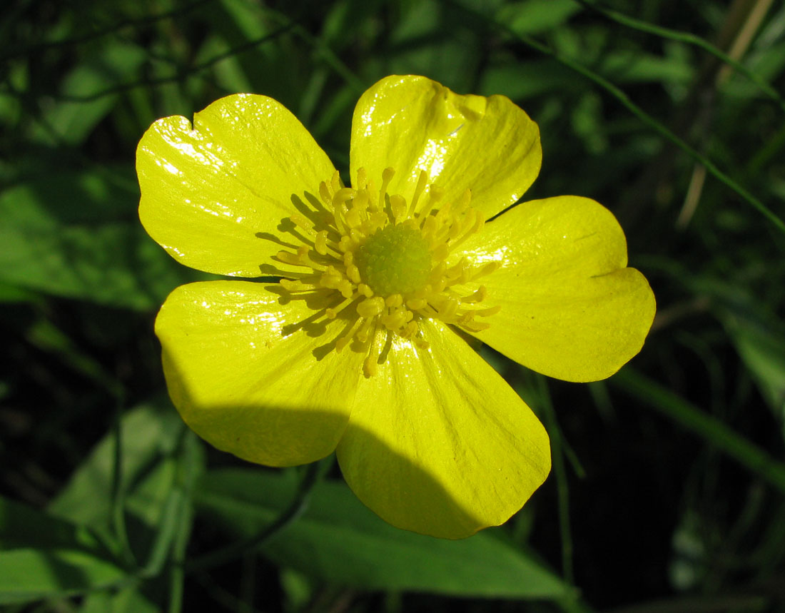 Изображение особи Ranunculus lingua.