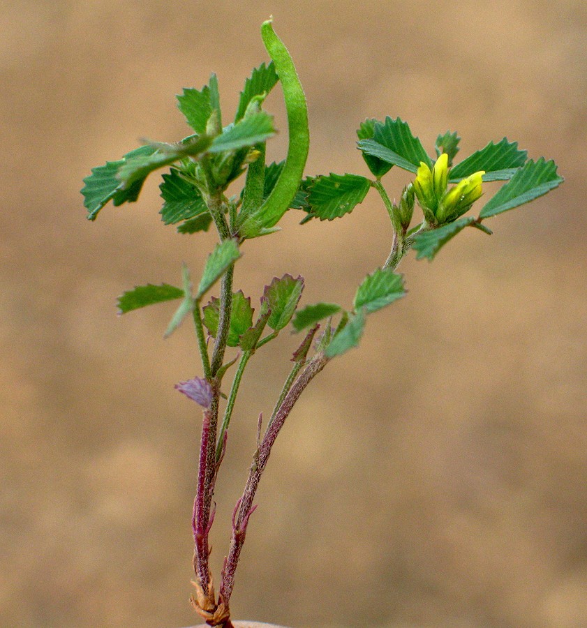 Image of Trigonella arcuata specimen.