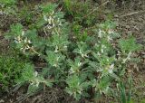 Astragalus nucifer. Цветущее растение. Казахстан, Южно-Казахстанская обл., Угамский хр. ущелье р. Сазаната, гребень хребта, ≈ 2100 м н.у.м. 05.05.2011.