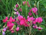 Lathyrus tuberosus