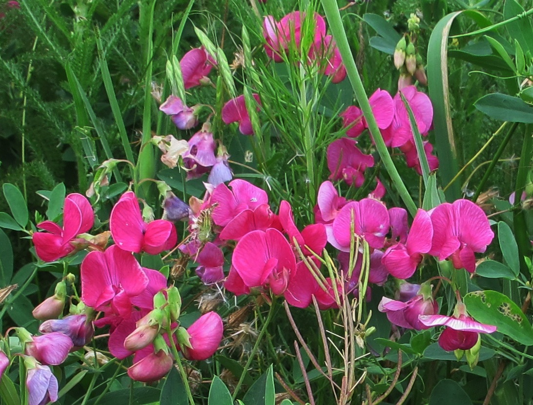 Изображение особи Lathyrus tuberosus.