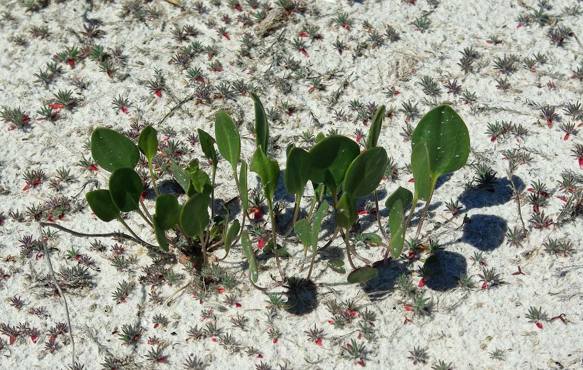 Изображение особи Lepidium cartilagineum.