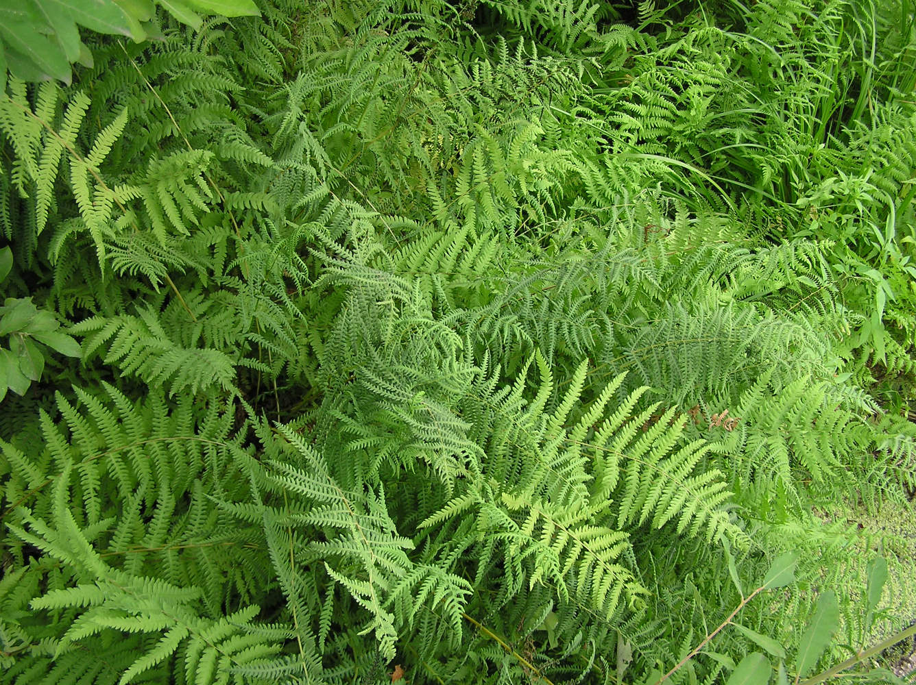 Image of Thelypteris palustris specimen.