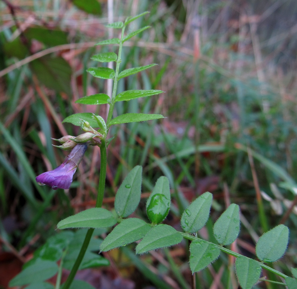 Image of genus Vicia specimen.