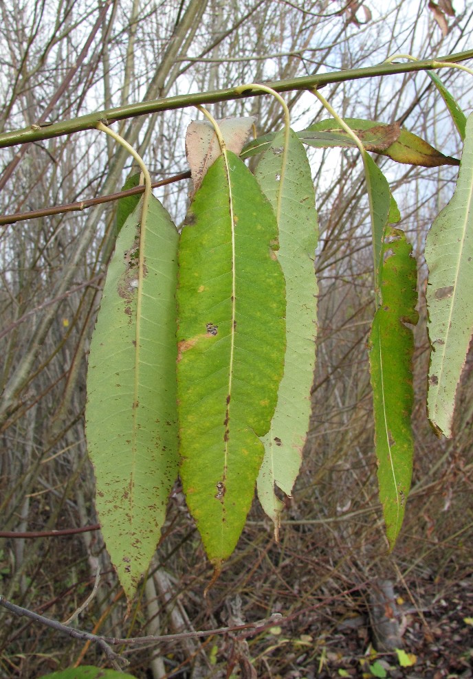 Изображение особи Salix &times; schumanniana.