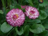 Bellis perennis