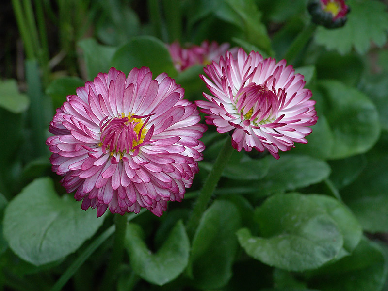 Image of Bellis perennis specimen.