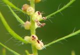 Bassia form trichophylla