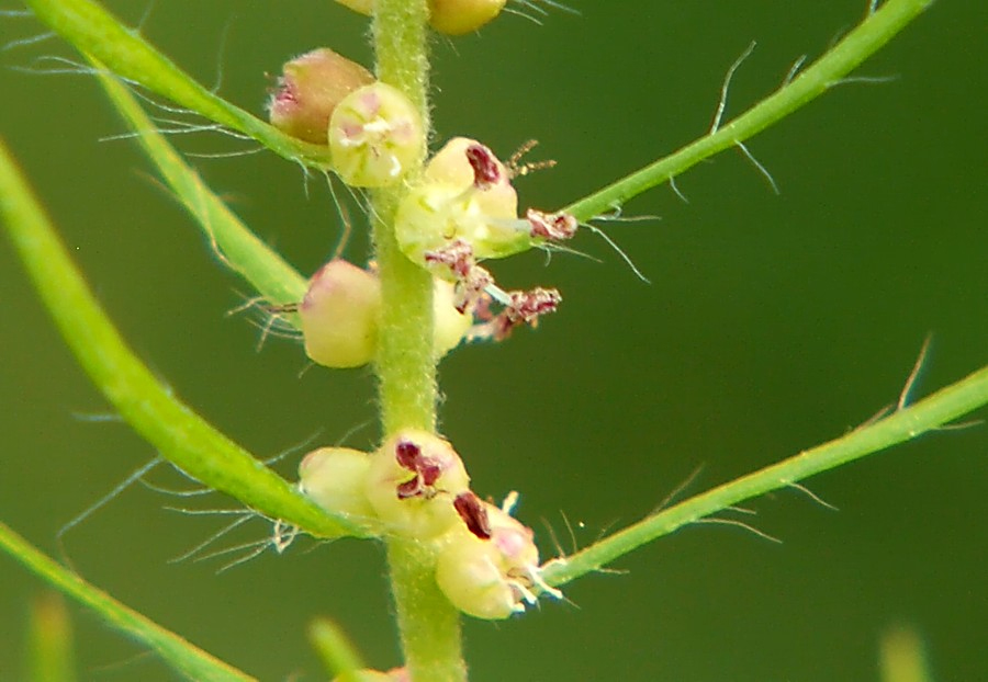 Image of Bassia scoparia f. trichophylla specimen.