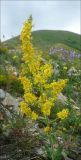 Verbascum lychnitis. Верхушка цветущего растения. Черноморское побережье Кавказа, Новороссийск, южный склон горы Лысая-Новороссийская, горная каменистая степь. 19 июня 2011 г.