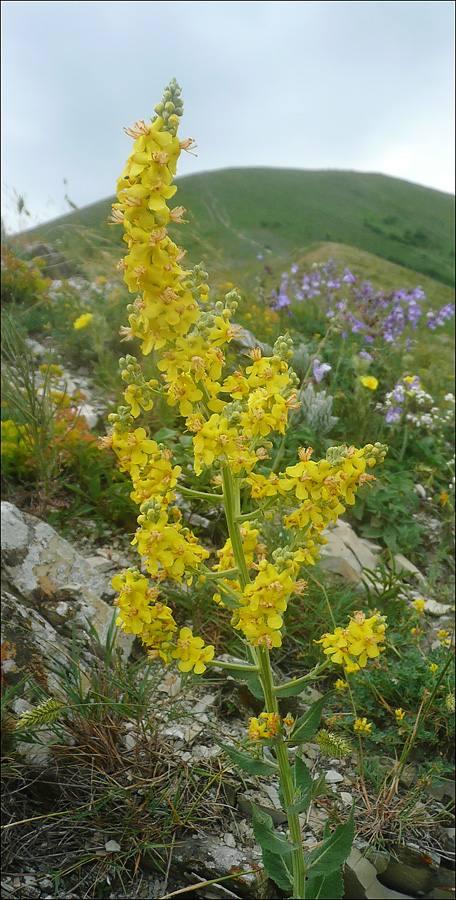 Изображение особи Verbascum lychnitis.