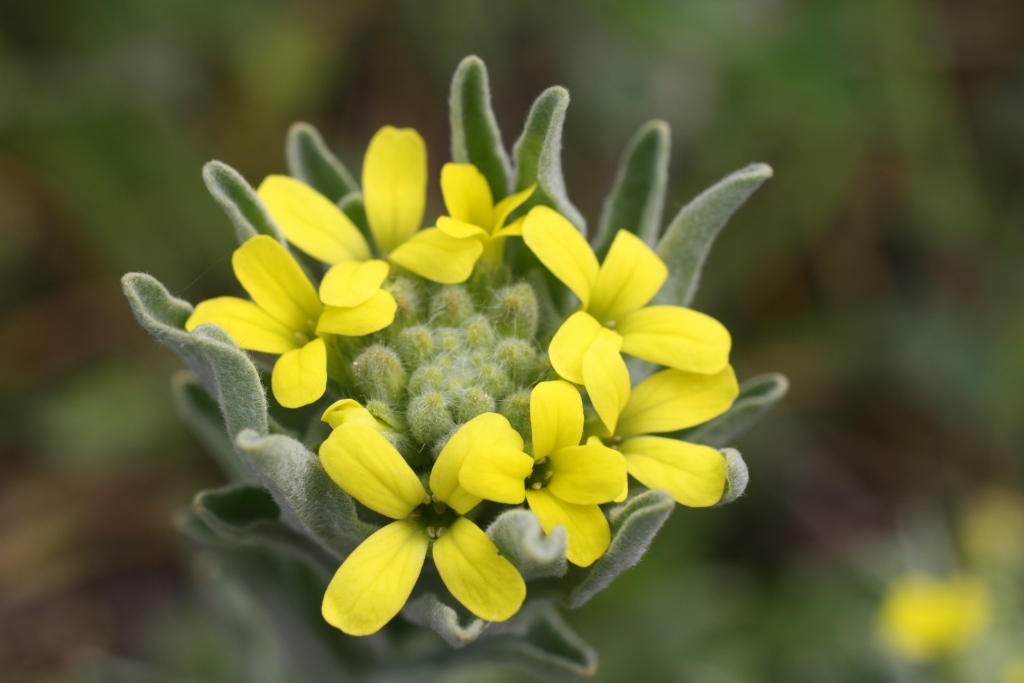 Image of Fibigia eriocarpa specimen.