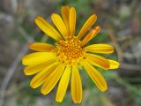 Senecio carpathicus. Соцветие-корзинка. Украина, Закарпатская обл., Раховский р-н, хр. Черногора, горный луг. 19 августа 2008 г.