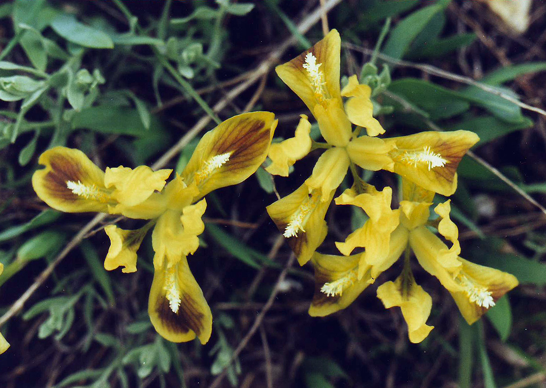 Image of Iris pumila specimen.