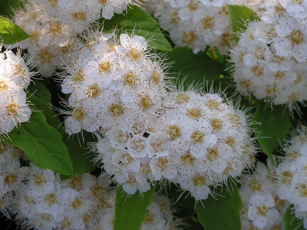 Изображение особи Spiraea flexuosa.