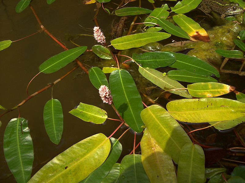 Image of Persicaria amphibia specimen.