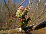 Sambucus racemosa