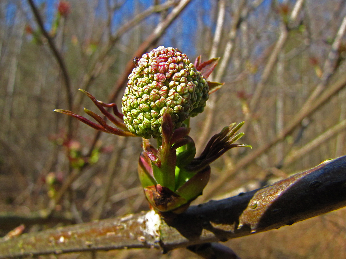 Изображение особи Sambucus racemosa.