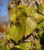 Hedera helix. Листья. Черноморское побережье Кавказа, Новороссийск, близ с. Южная Озерейка, грабинниковый лес. 25 марта 2012 г.