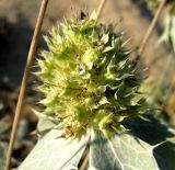 Eryngium maritimum. Соцветие. Зап. Крым, г. Саки, берег моря у детского оздоровительного лагеря \"Прибрежный\". 30.08.2011.