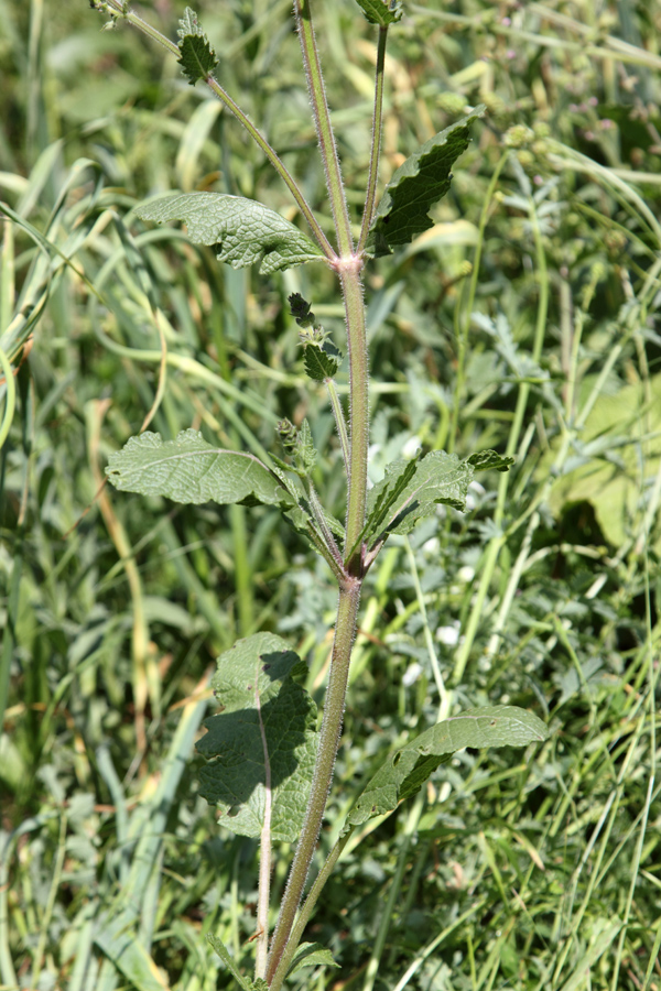 Изображение особи Salvia verbenaca.