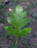 Crataegus songarica