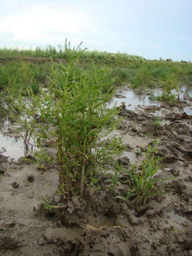 Image of Veronica anagallis-aquatica specimen.