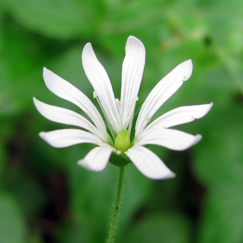 Image of Stellaria nemorum specimen.