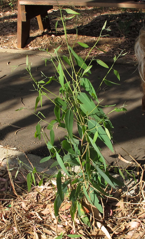 Image of Eucalyptus camaldulensis specimen.